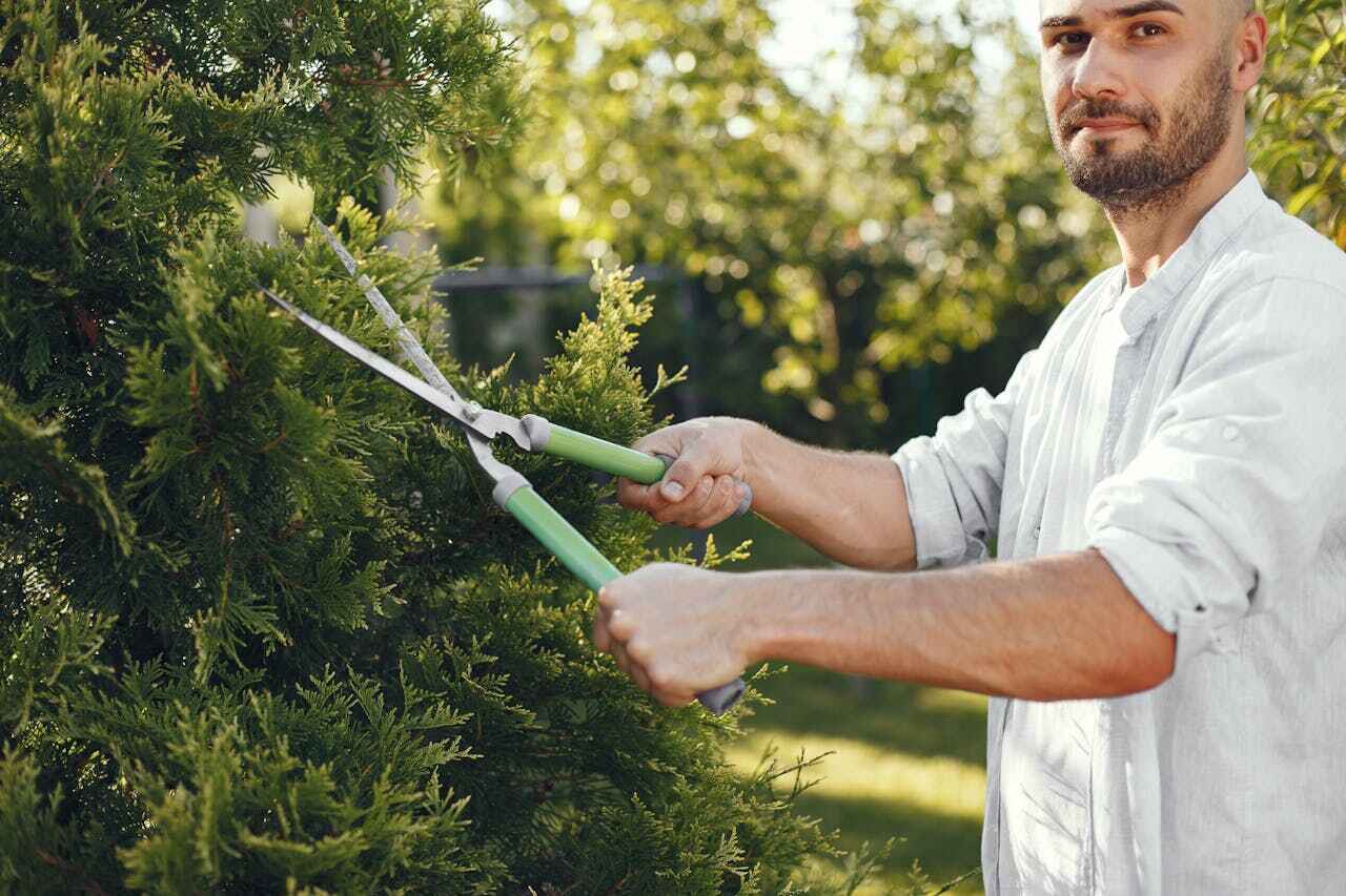 Professional Tree Service in Fort Collins, CO